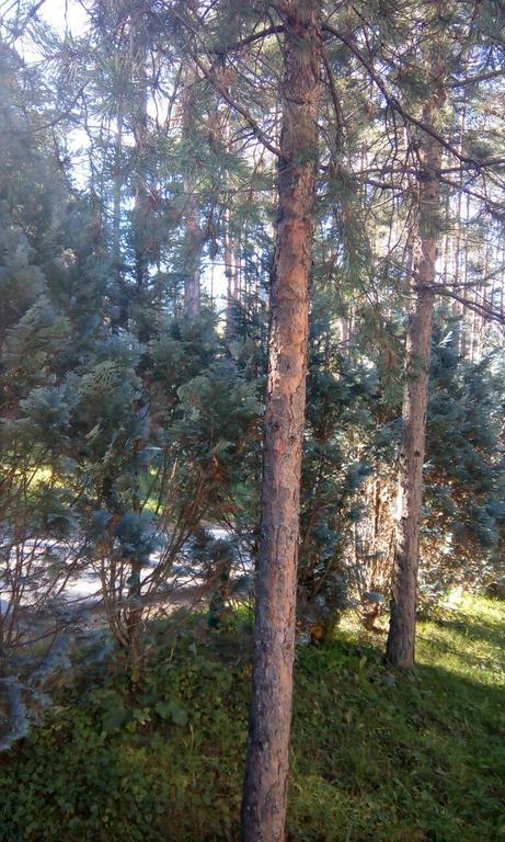 זלאטיבור Apartment 9 Gorska Vila מראה חיצוני תמונה